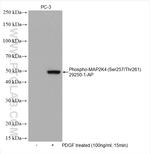 Phospho-MAP2K4 (Ser257, Thr261) Antibody in Western Blot (WB)