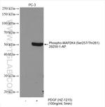 Phospho-MAP2K4 (Ser257, Thr261) Antibody in Western Blot (WB)
