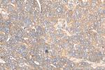 HDAC4 Antibody in Immunohistochemistry (Paraffin) (IHC (P))