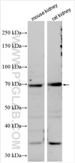 KLHL14 Antibody in Western Blot (WB)