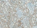 HEXA Antibody in Immunohistochemistry (Paraffin) (IHC (P))
