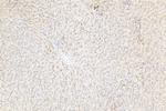 MRP2 Antibody in Immunohistochemistry (Paraffin) (IHC (P))
