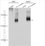 MRP2 Antibody in Western Blot (WB)