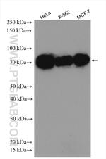 MAP3K2 Antibody in Western Blot (WB)