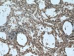 TMEM41B Antibody in Immunohistochemistry (Paraffin) (IHC (P))