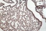 TMEM41B Antibody in Immunohistochemistry (Paraffin) (IHC (P))