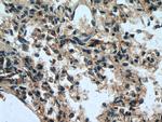 TMEM41B Antibody in Immunohistochemistry (Paraffin) (IHC (P))