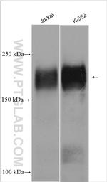 MLL Antibody in Western Blot (WB)