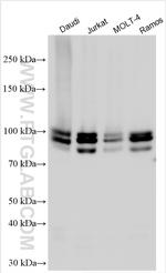IFI16 Antibody in Western Blot (WB)