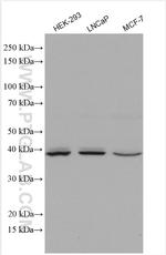 HOMER2 Antibody in Western Blot (WB)