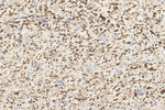 TPH2 Antibody in Immunohistochemistry (Paraffin) (IHC (P))