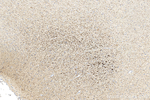 TPH2 Antibody in Immunohistochemistry (Paraffin) (IHC (P))