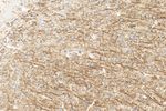 TPH2 Antibody in Immunohistochemistry (Paraffin) (IHC (P))