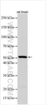 TPH2 Antibody in Western Blot (WB)
