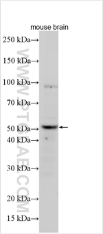 TPH2 Antibody in Western Blot (WB)
