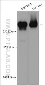 Nestin Antibody in Western Blot (WB)