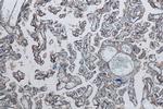 DLK1 Antibody in Immunohistochemistry (Paraffin) (IHC (P))