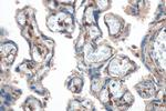 DLK1 Antibody in Immunohistochemistry (Paraffin) (IHC (P))