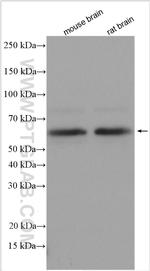 DLK1 Antibody in Western Blot (WB)