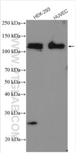 SAP 97 Antibody in Western Blot (WB)