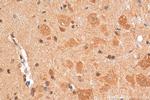 BRWD1 Antibody in Immunohistochemistry (Paraffin) (IHC (P))