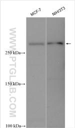 BRWD1 Antibody in Western Blot (WB)