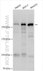 BRWD1 Antibody in Western Blot (WB)