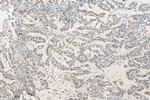 EHMT2 Antibody in Immunohistochemistry (Paraffin) (IHC (P))