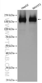 EHMT2 Antibody in Western Blot (WB)
