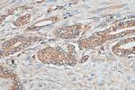 PAFAH Antibody in Immunohistochemistry (Paraffin) (IHC (P))