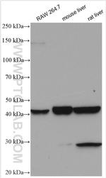 PAFAH Antibody in Western Blot (WB)