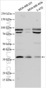 Cyclin G Antibody in Western Blot (WB)