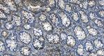 TRPC4AP Antibody in Immunohistochemistry (Paraffin) (IHC (P))