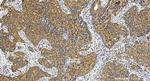 TRPC4AP Antibody in Immunohistochemistry (Paraffin) (IHC (P))