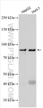 TRPC4AP Antibody in Western Blot (WB)