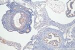 FOXP4 Antibody in Immunohistochemistry (Paraffin) (IHC (P))