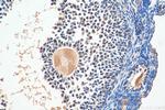 FOXP4 Antibody in Immunohistochemistry (Paraffin) (IHC (P))