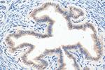 FOXP4 Antibody in Immunohistochemistry (Paraffin) (IHC (P))