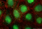 C22orf32 Antibody in Immunocytochemistry (ICC/IF)