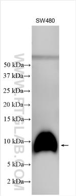 C22orf32 Antibody in Western Blot (WB)