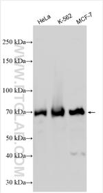METTL3 Antibody in Western Blot (WB)