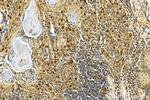 CDCA5 Antibody in Immunohistochemistry (Paraffin) (IHC (P))