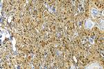 CDCA5 Antibody in Immunohistochemistry (Paraffin) (IHC (P))
