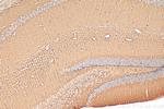 NLGN3 Antibody in Immunohistochemistry (Paraffin) (IHC (P))