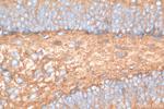 NLGN3 Antibody in Immunohistochemistry (Paraffin) (IHC (P))