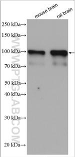NLGN3 Antibody in Western Blot (WB)