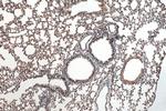 SPATA2 Antibody in Immunohistochemistry (Paraffin) (IHC (P))