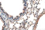 SPATA2 Antibody in Immunohistochemistry (Paraffin) (IHC (P))