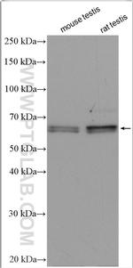 SPATA2 Antibody in Western Blot (WB)