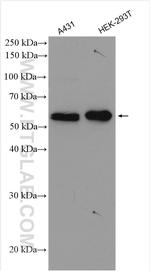 STK11/LKB1 Antibody in Western Blot (WB)